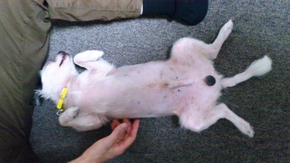 静岡の里親募集中の保護犬 トントン の日常 ブログ コラム アーティスティックス静岡 沼津のhp制作 Salesforce システム開発